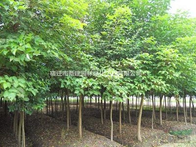 重陽(yáng)木 價(jià)格、產(chǎn)地、圖片及綠化應(yīng)用詳解