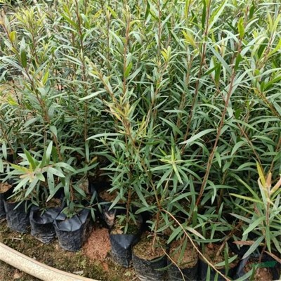 沭陽(yáng)萬(wàn)象花木種植專(zhuān)業(yè)合作社 匠心打造綠色生態(tài)，專(zhuān)業(yè)引領(lǐng)綠化工程新風(fēng)尚